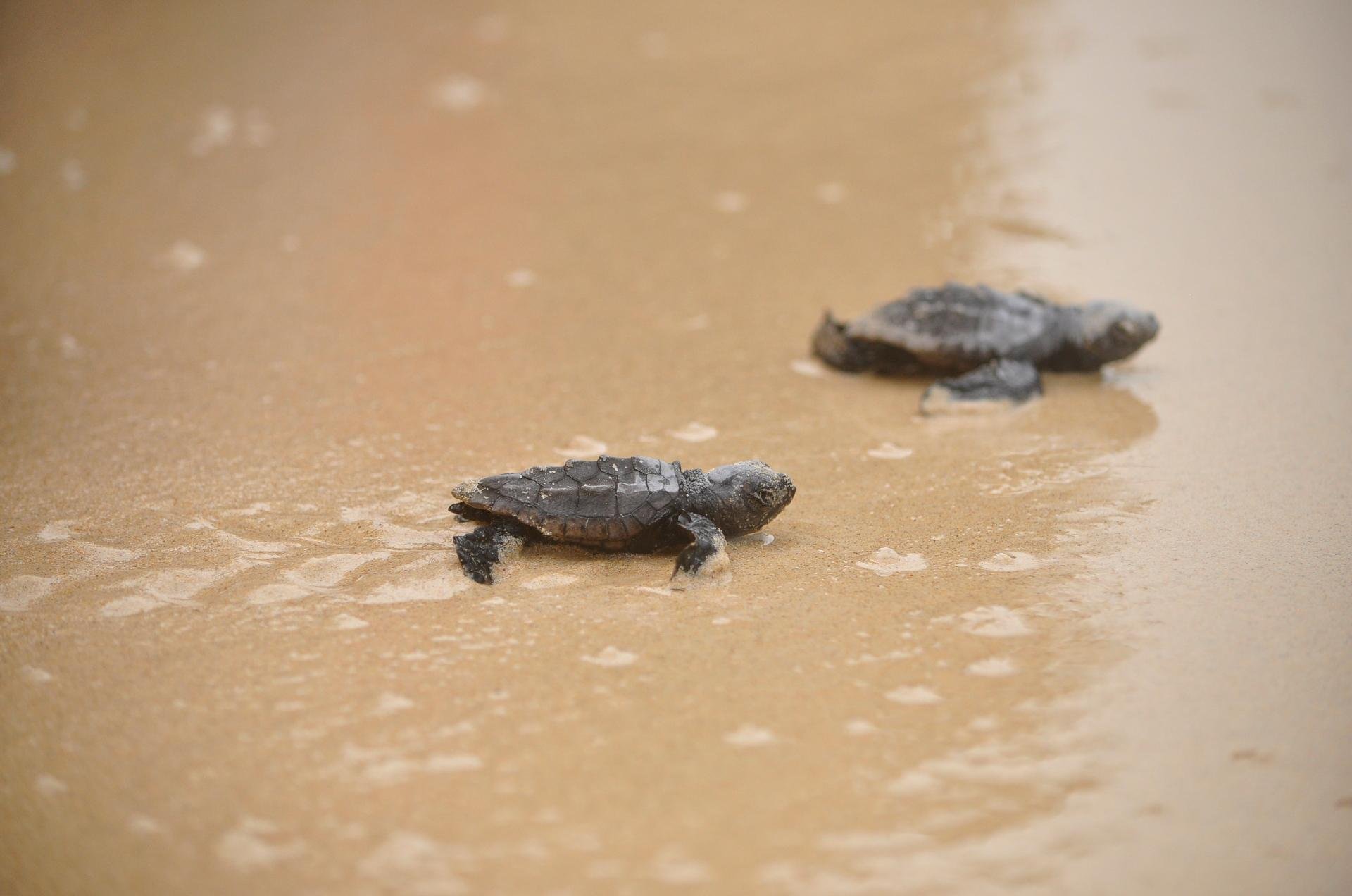 Two loggerhead hatchlings crossing wet sand toward the sea in Cape Verde