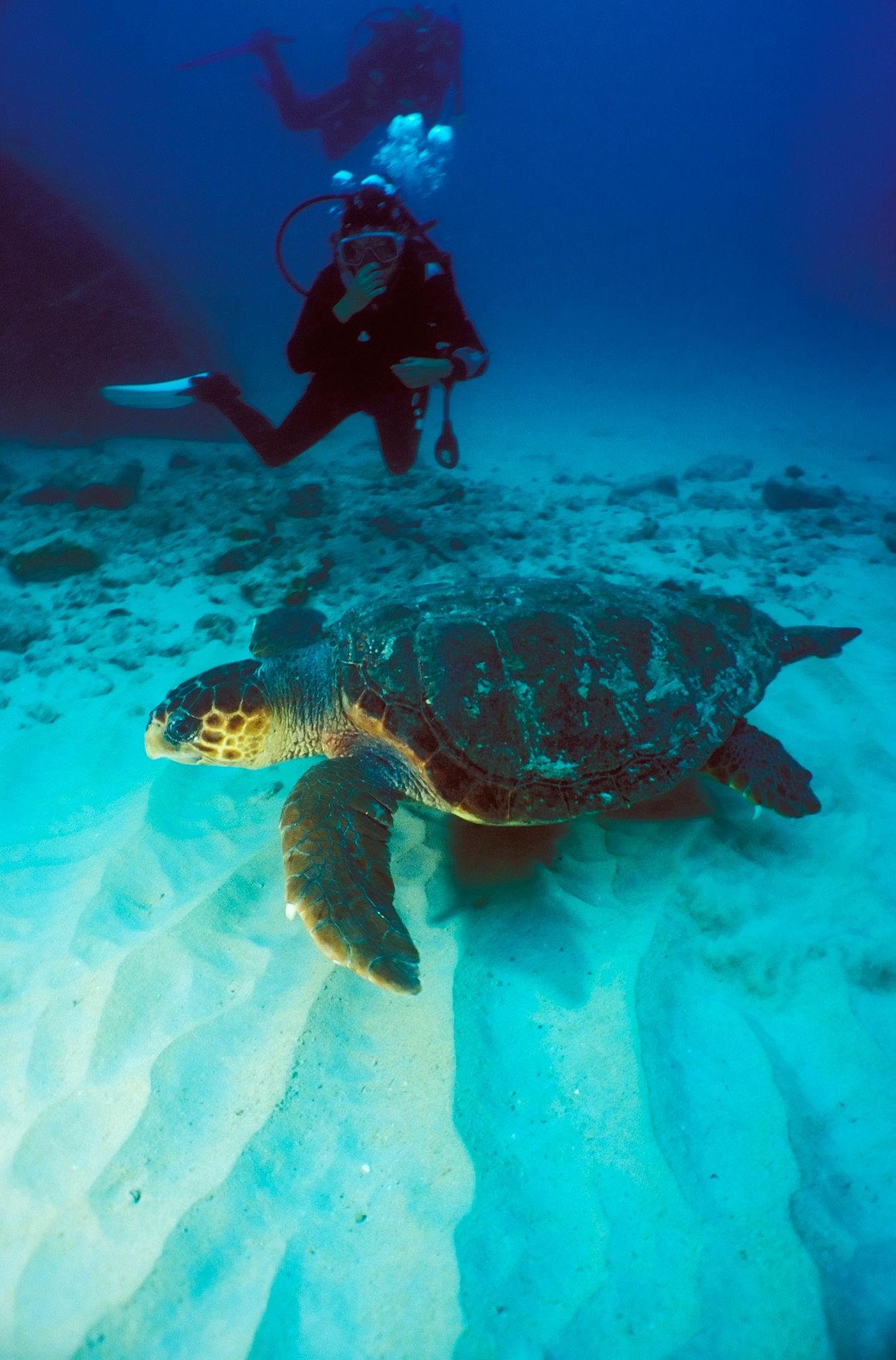 Scuba diver photographing a loggerhead turtle over the seabed in Cape Verde