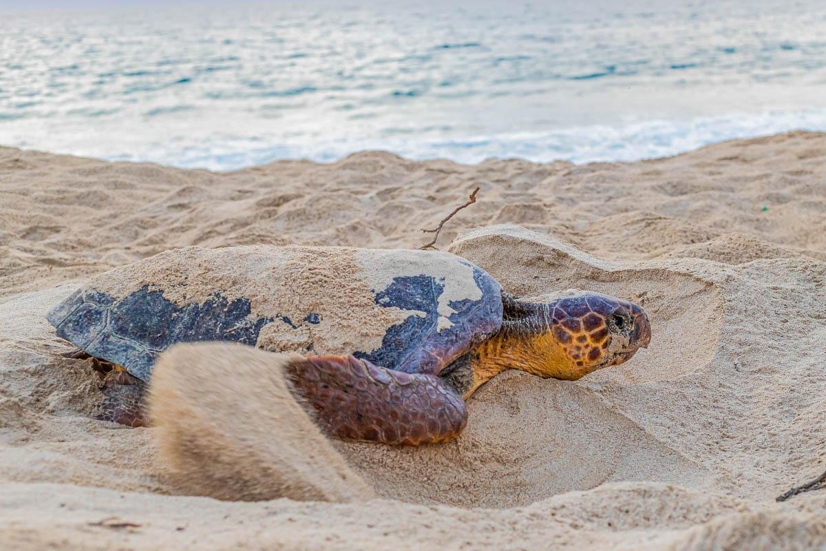 Loggerhead turtle nesting on a Cape Verde beach at first light